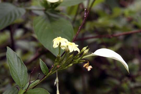 صورة Mussaenda philippica A. Rich.