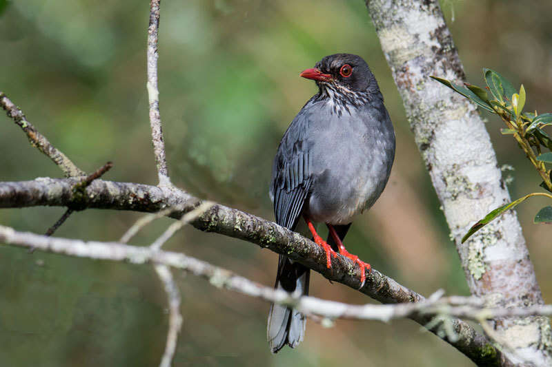 Image of Turdus plumbeus ardosiaceus Vieillot 1822