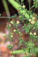 Image of Rayless Mock Goldenrod