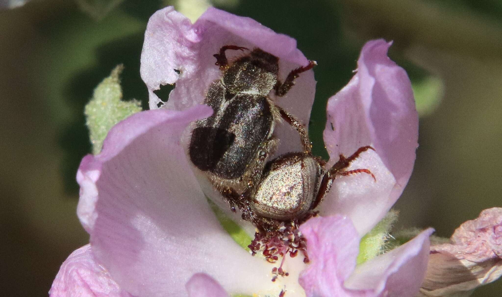 Image of Hoplia callipyge Le Conte 1856