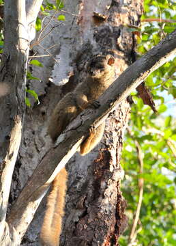 Image of brown lemur