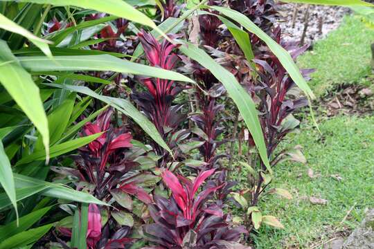 Image of Alpinia nutans (L.) Roscoe