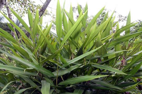 Image of Alpinia nutans (L.) Roscoe