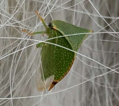 Image of Buffalo treehopper