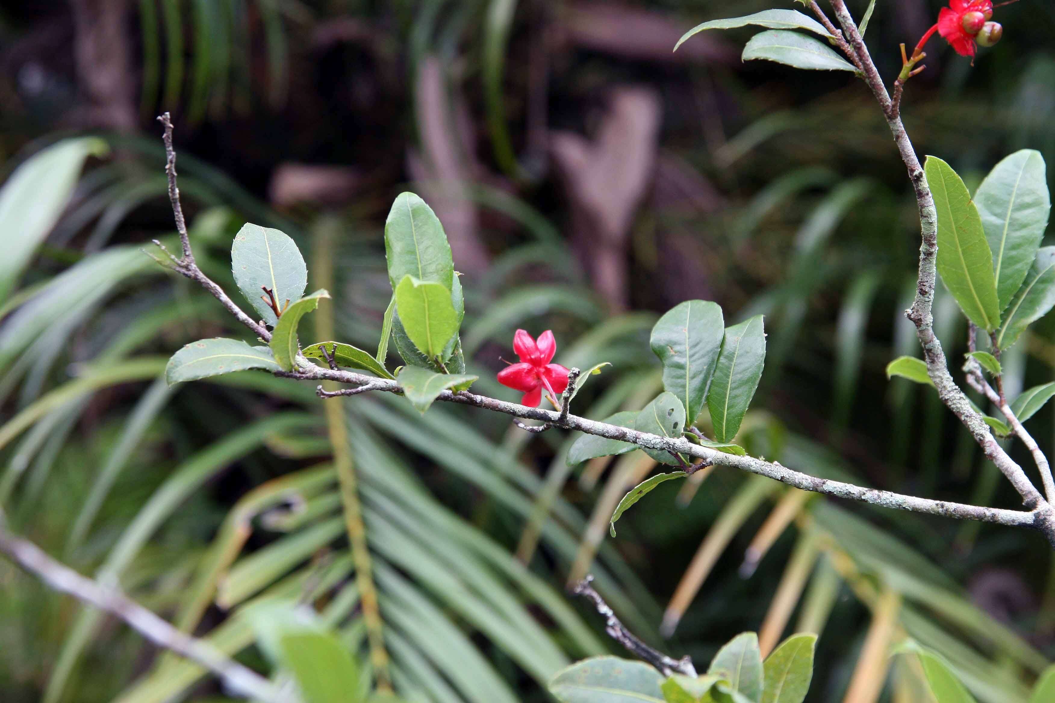 Image of Mickey Mouse plant