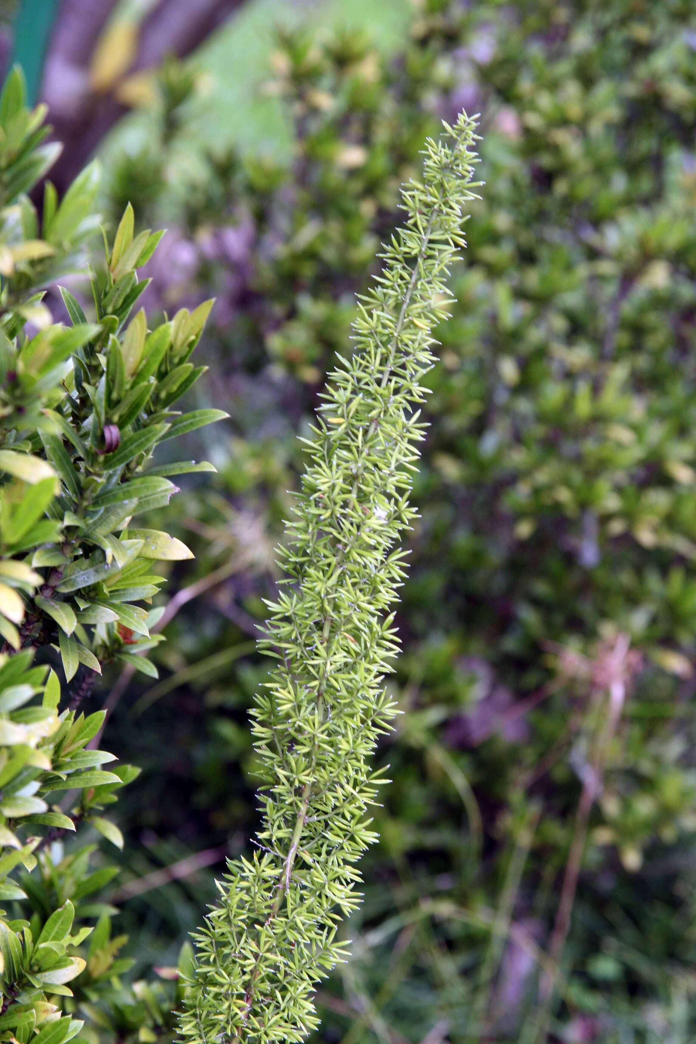 Image of Cwebe asparagus fern