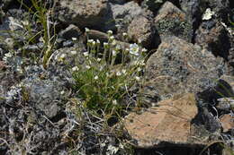 Plancia ëd Cherleria arctica (Steven ex Ser.) A. J. Moore & Dillenb.