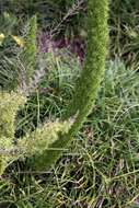 Image of Cwebe asparagus fern