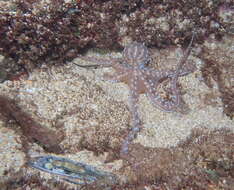 Image of night octopus