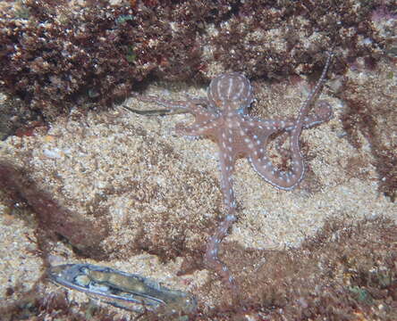 Callistoctopus ornatus (Gould 1852) resmi