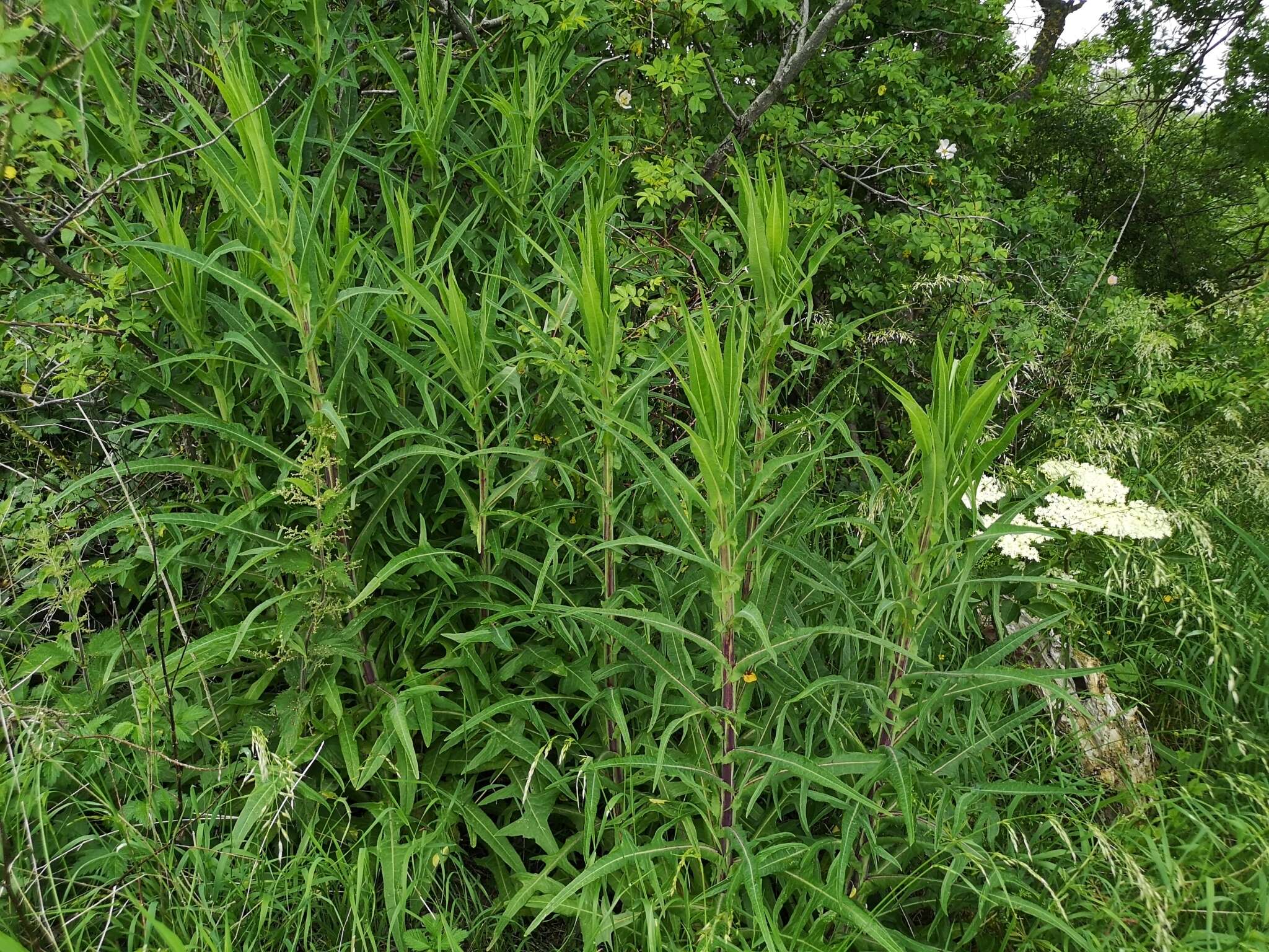 Image of marsh sow-thistle