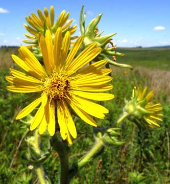 Image de Silphium laciniatum var. laciniatum