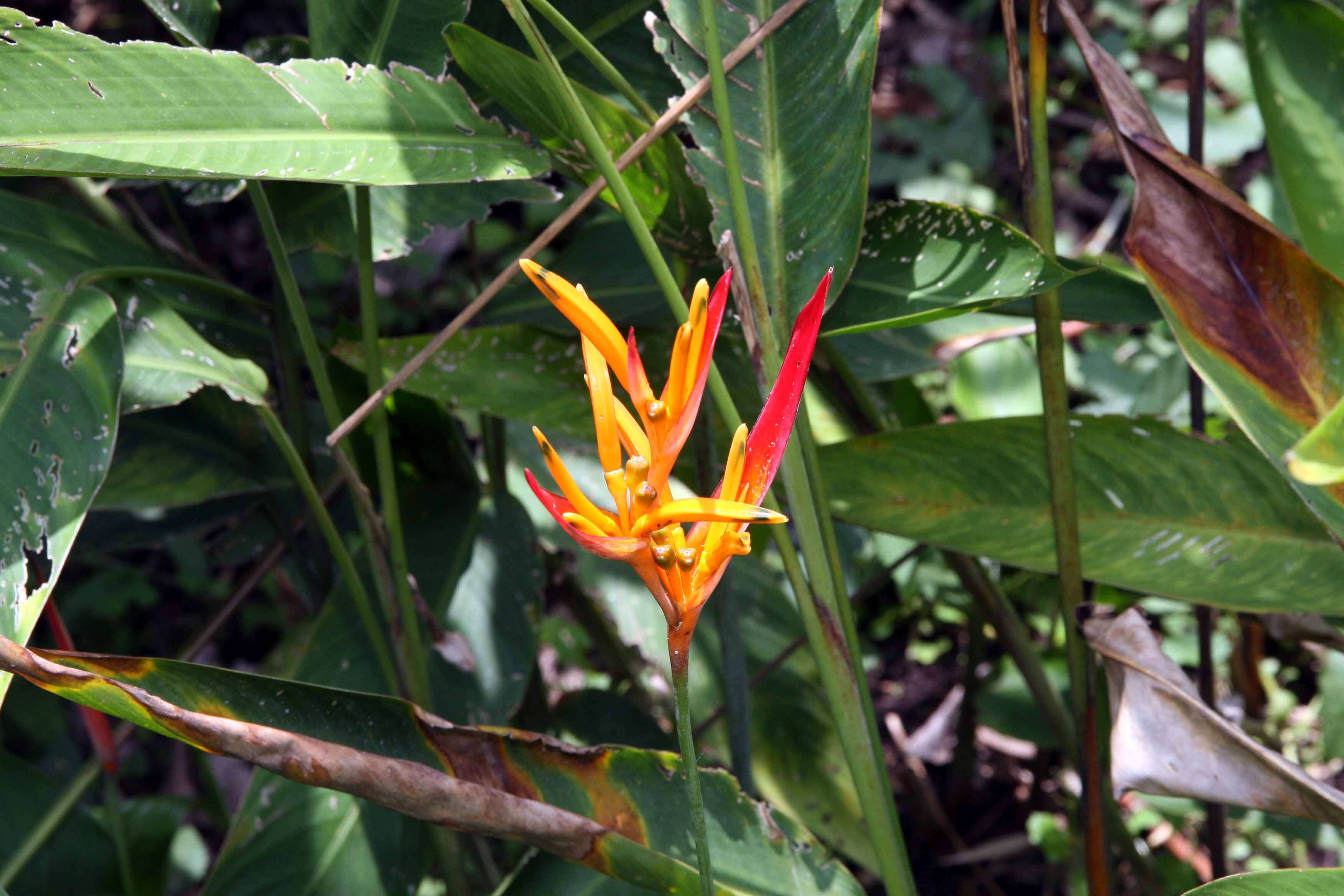 Image of parakeetflower