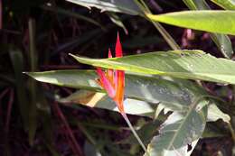 Image of parakeetflower