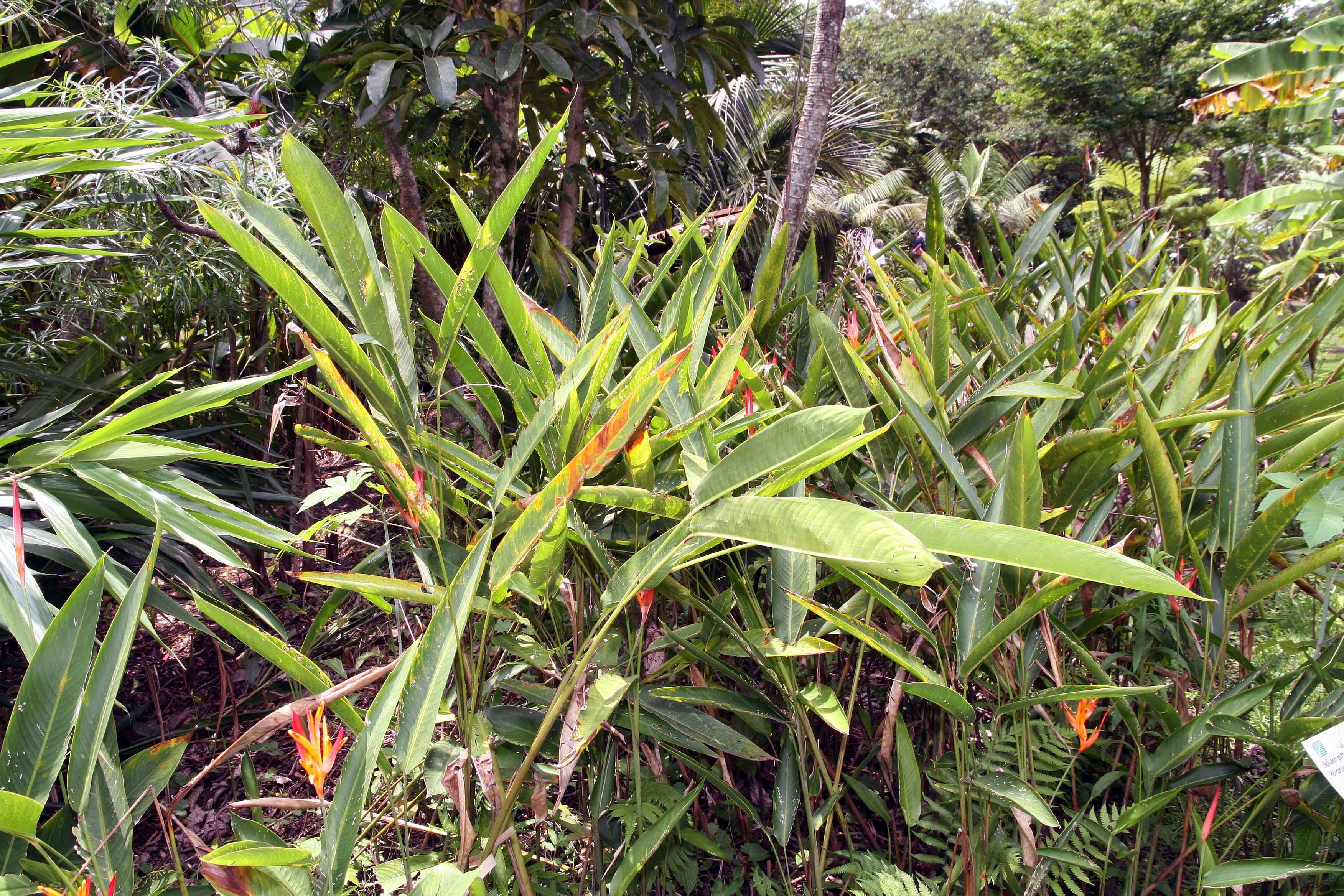 Image of parakeetflower