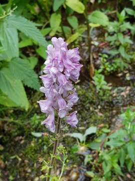 Image of Aconitum leucostomum Vorosh.