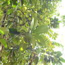 Image de Mangifera magnifica K. M. Kochummen