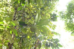 Image de Mangifera magnifica K. M. Kochummen