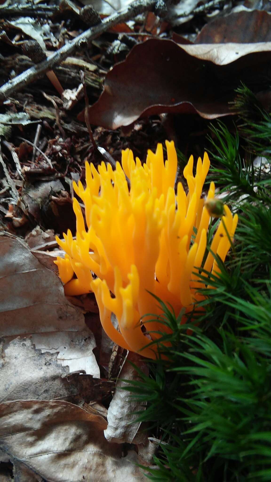 Image of Calocera viscosa (Pers.) Fr. 1821