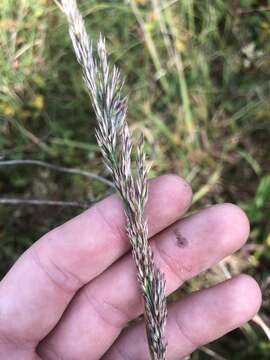 Image de Greeneochloa coarctata