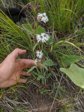 Слика од Silene parryi (S. Wats.) C. L. Hitchcock & Maguire