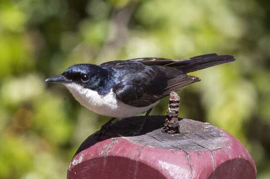 Image of Restless Flycatcher