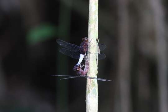 Слика од Hadrothemis coacta (Karsch 1891)