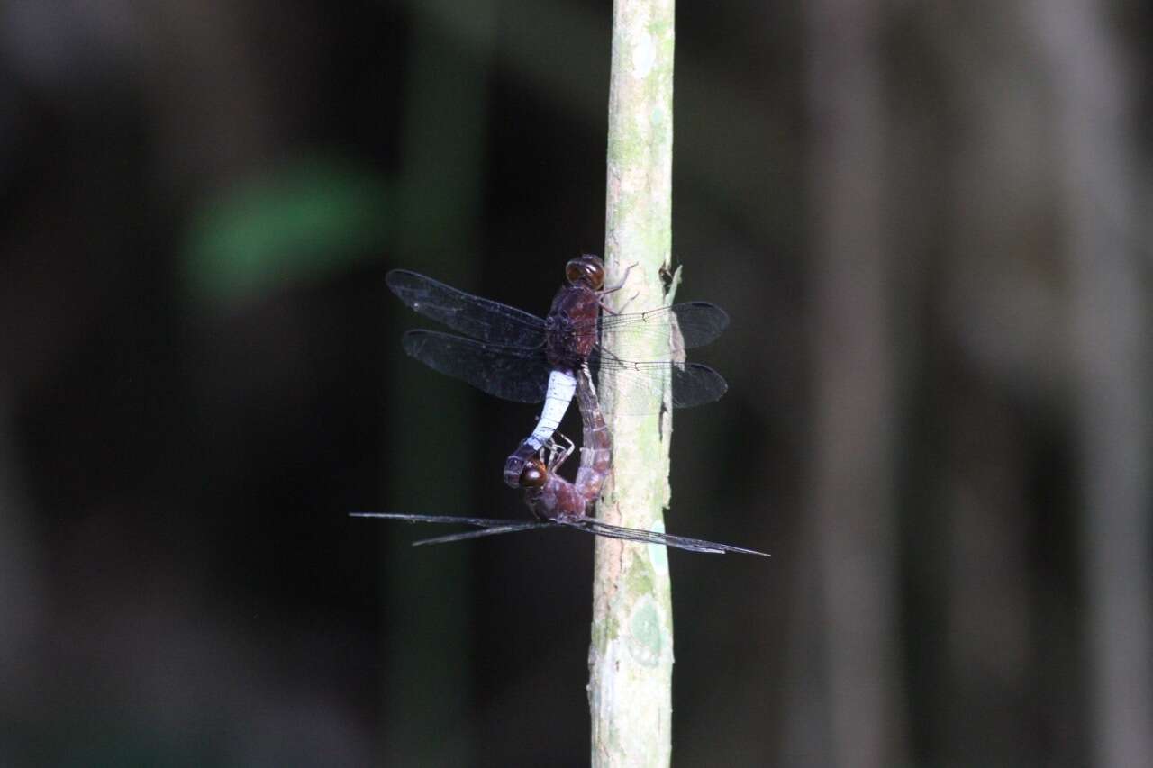 Image of Hadrothemis coacta (Karsch 1891)