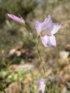 Imagem de Gladiolus blommesteinii L. Bolus