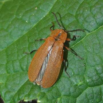 Image of Lycus fulvellus Le Conte 1881