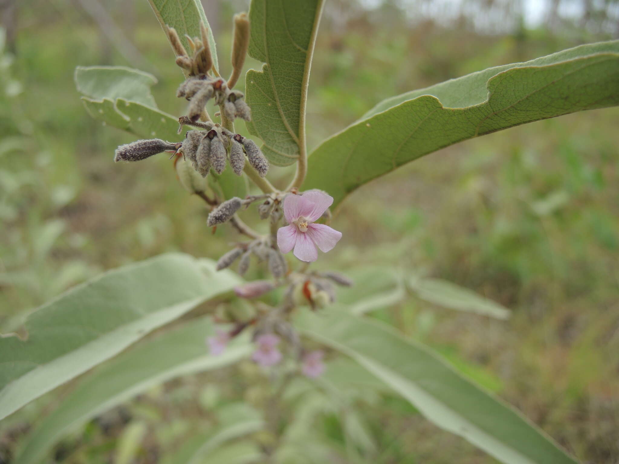 Image of Helicteres cana (Schott & Endl.) Benth.