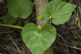 Imagem de Viola acuminata Ledebour