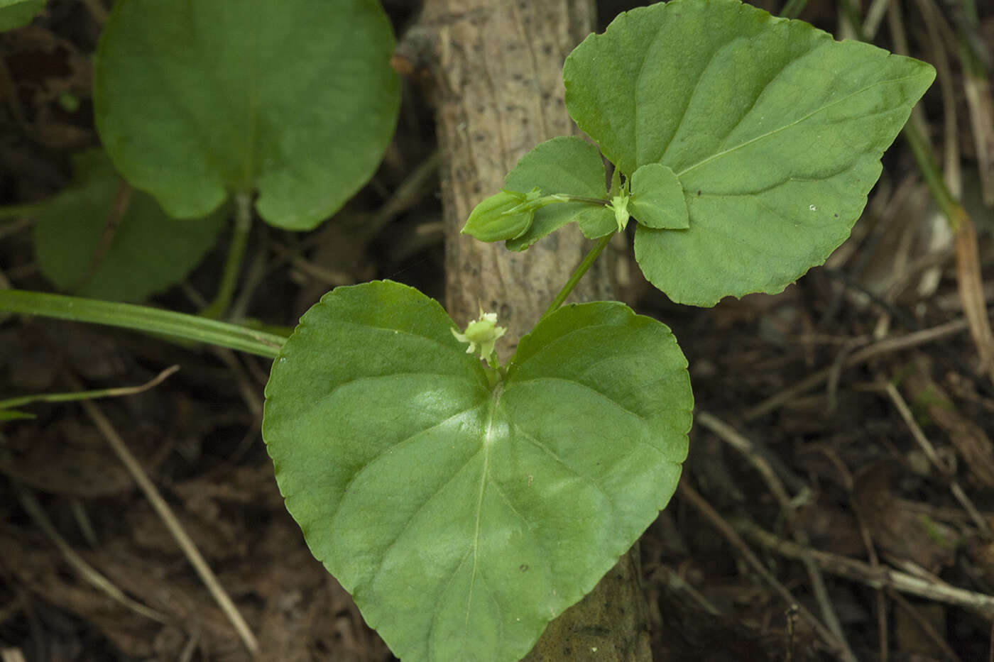 Imagem de Viola acuminata Ledebour