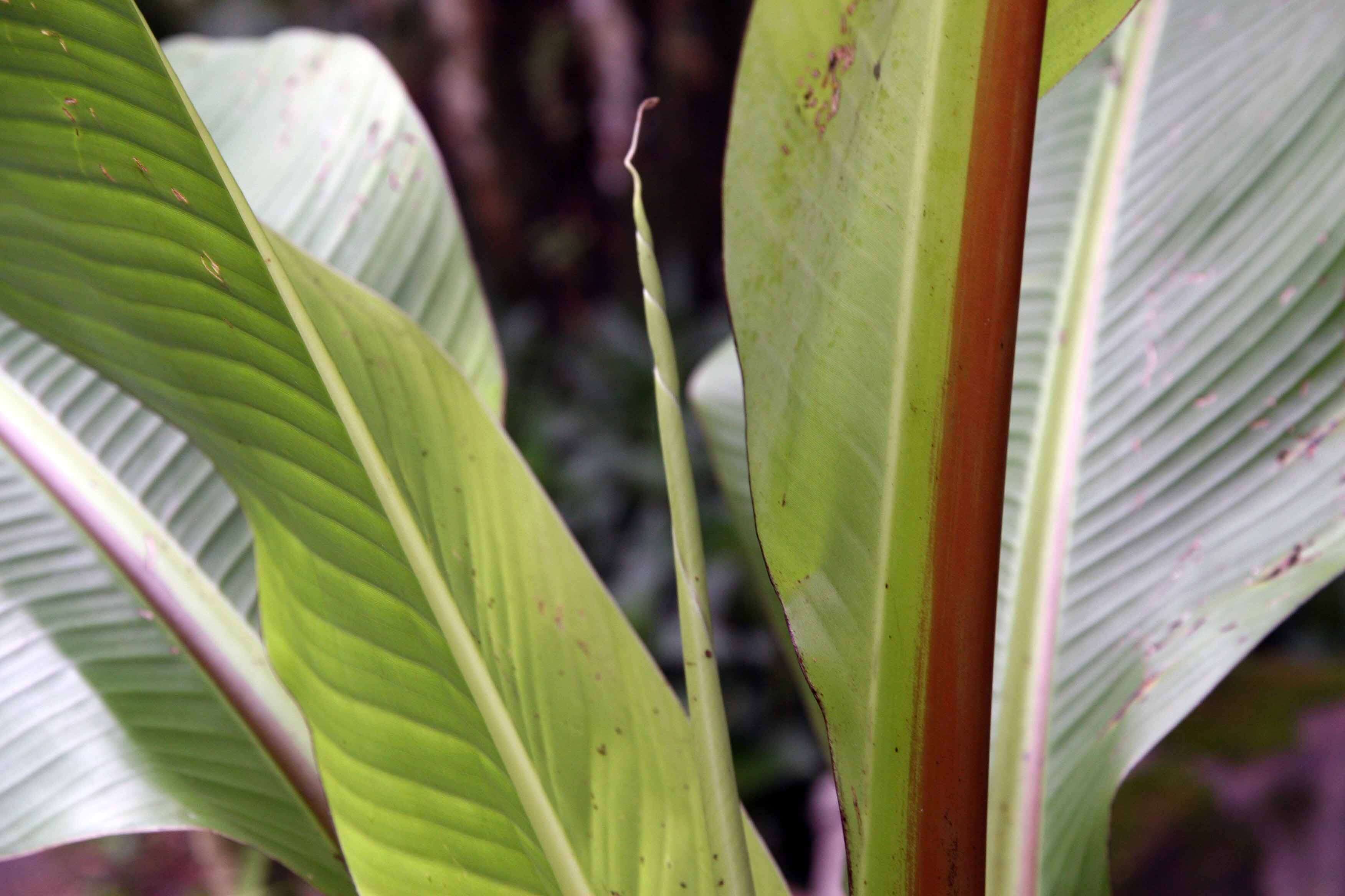 Imagem de Ensete ventricosum (Welw.) Cheesman