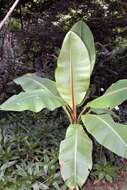 Imagem de Ensete ventricosum (Welw.) Cheesman