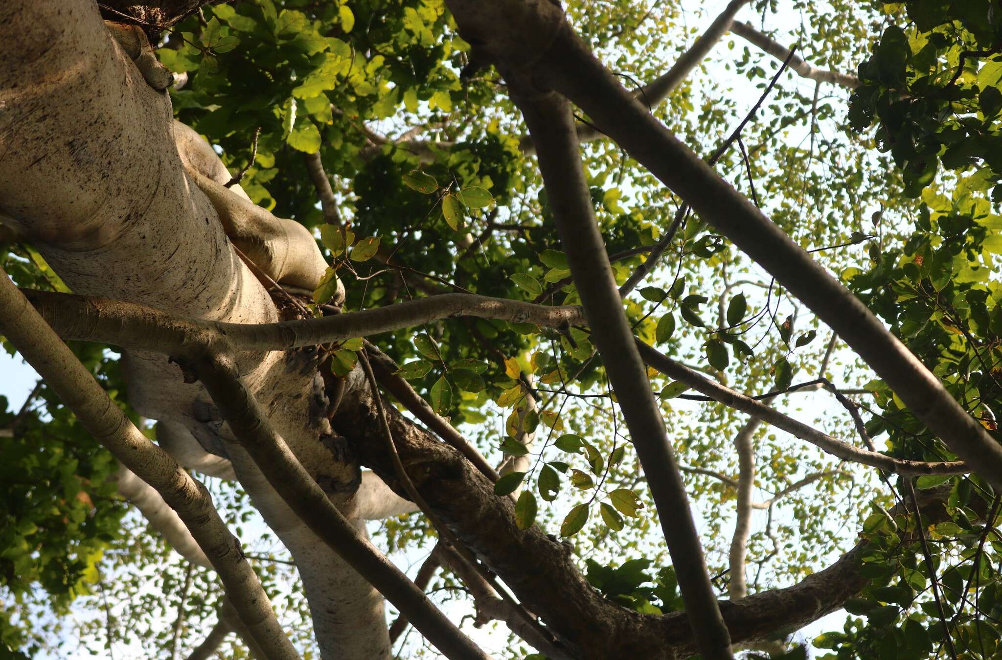 Image of Ficus talbotii King