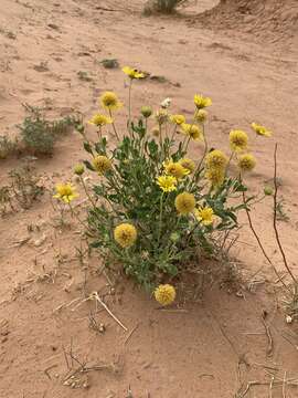 Image of western blanketflower