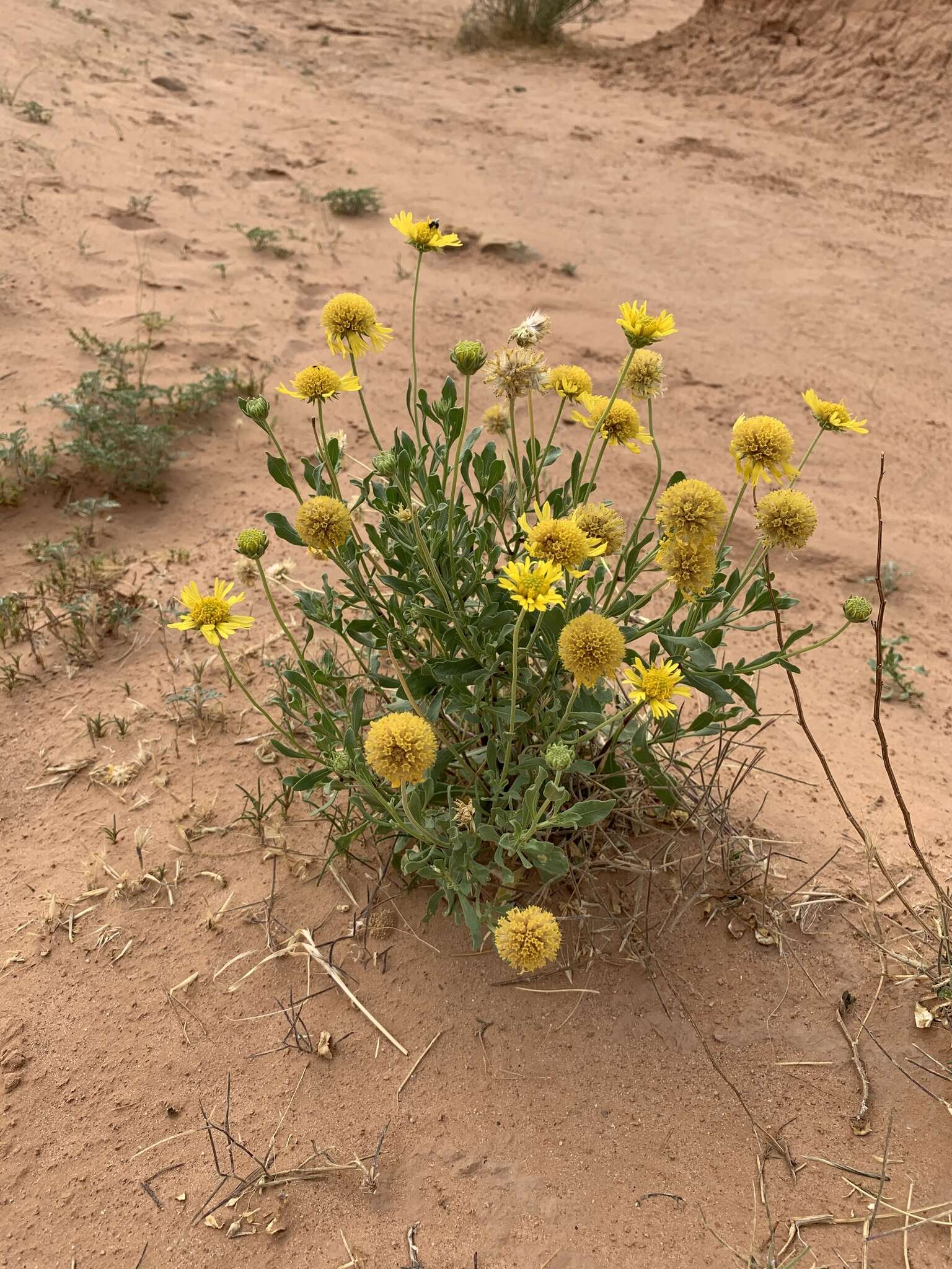 Image of western blanketflower