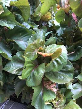 Image de Acalypha wilkesiana Müll. Arg.