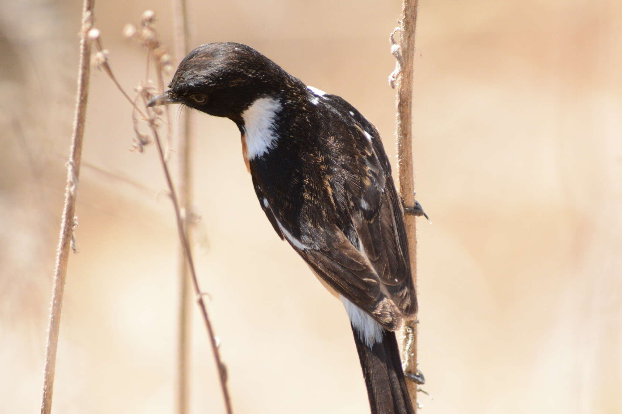 صورة Saxicola torquatus stonei Bowen 1931