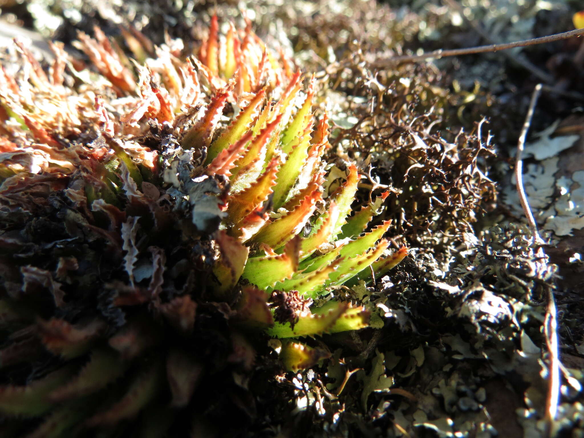 Haworthia chloracantha var. subglauca Poelln. resmi