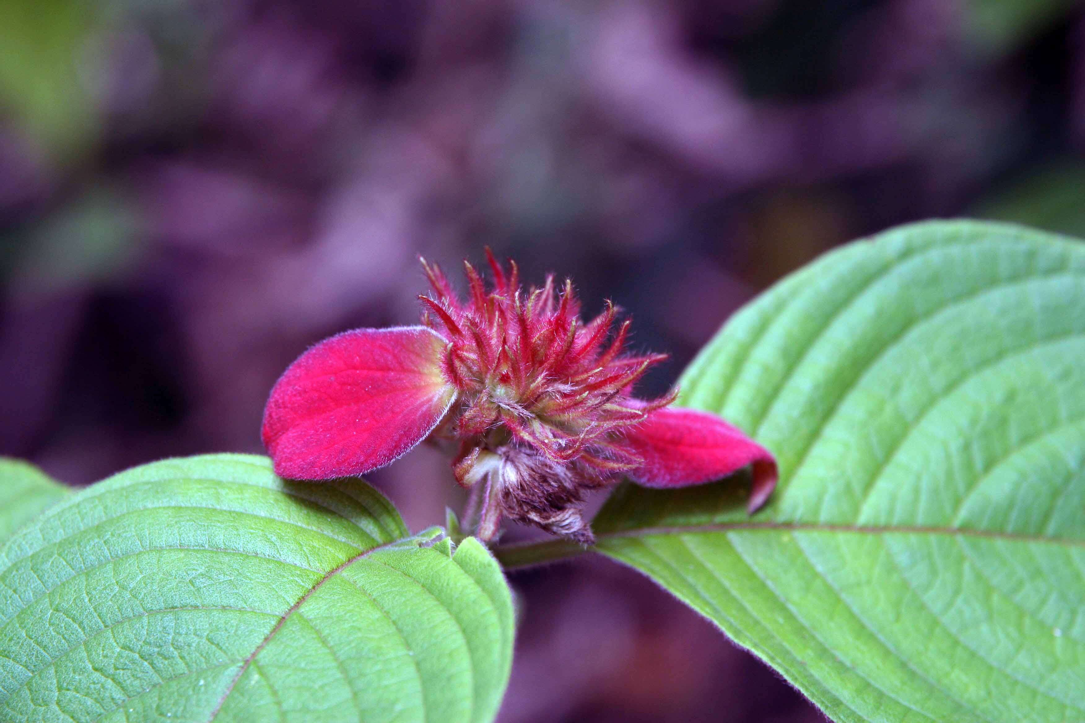 Image of red mussaenda