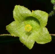 Image of Sechiopsis tetraptera J. V. A. Dieterle