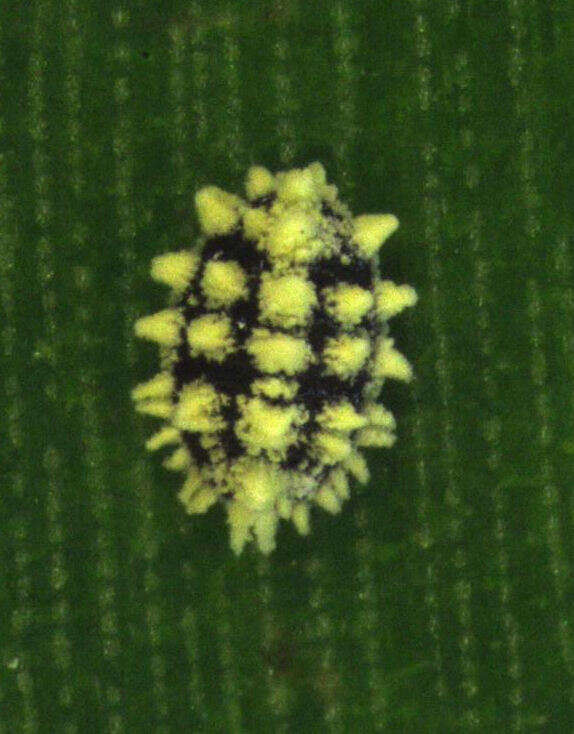 Image of Mealybug