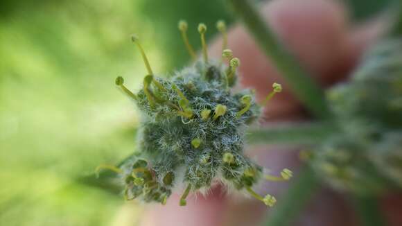 Image of woollyfruit desertparsley