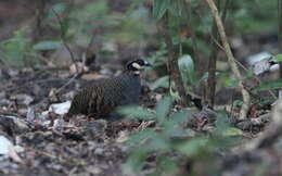 Image of Taiwan Hill Partridge