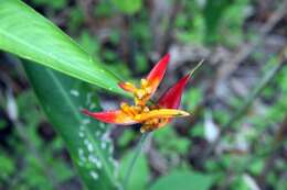 Image of parakeetflower