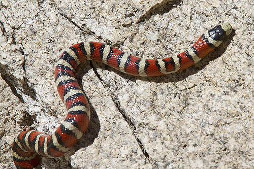 Image of Arizona Mountain Kingsnake