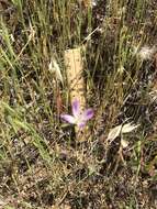 Image of winecup clarkia