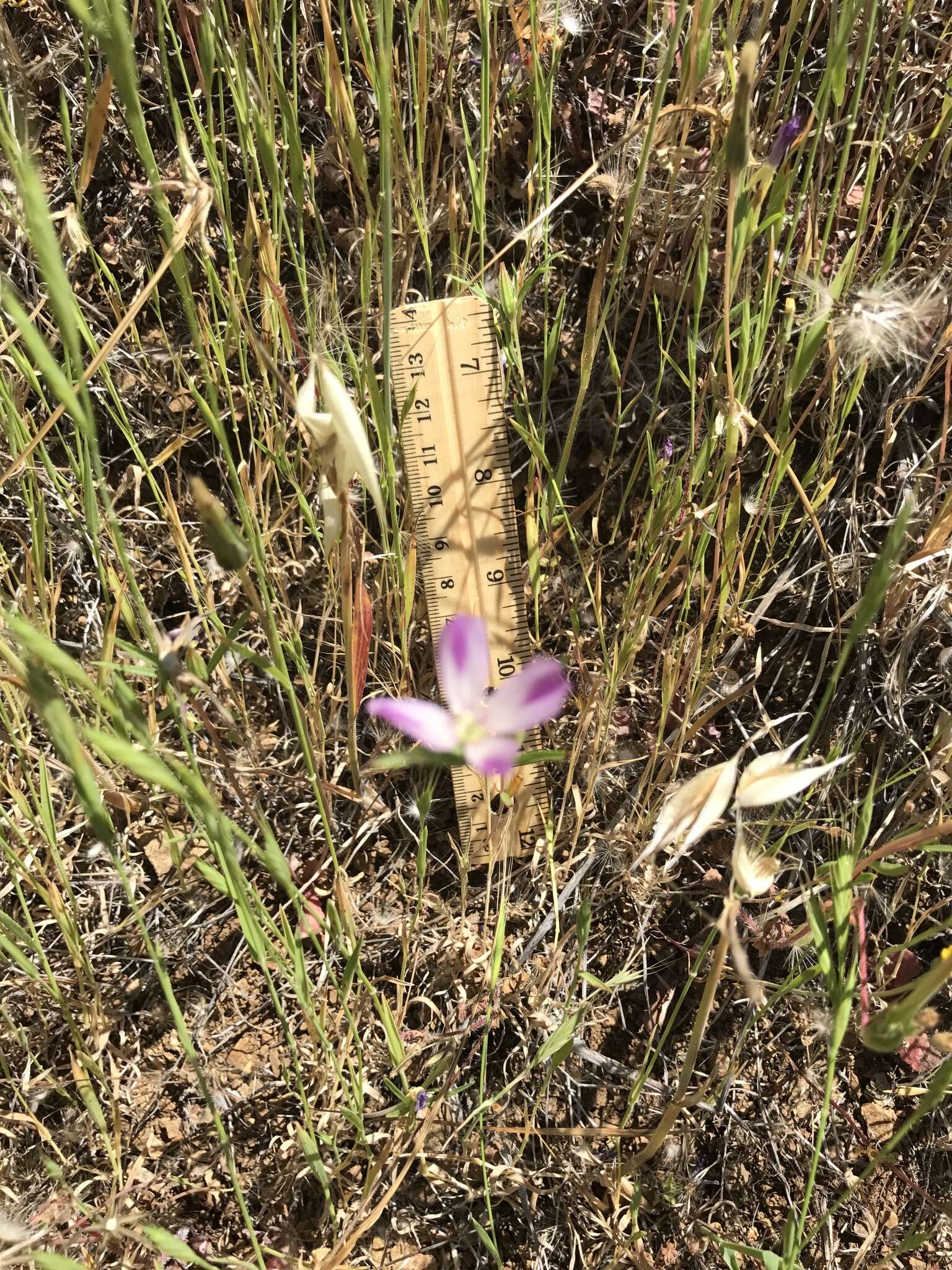 Image of winecup clarkia